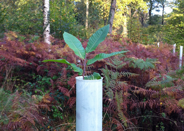 Seedling analogy - picture shows a sweet chestnut emerging from a tree tube
