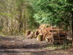 A wood stack beneath an evergreen tree, with a track going into the distance in the left