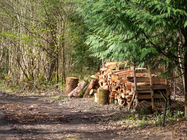 A wood stack beneath an evergreen tree, with a track going into the distance in the left